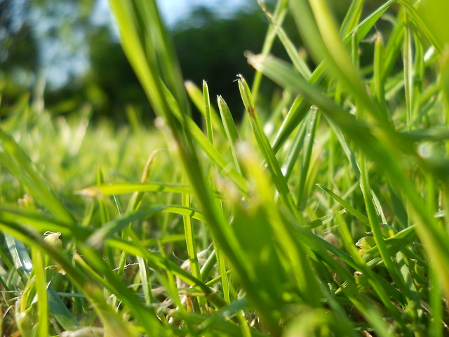 grass