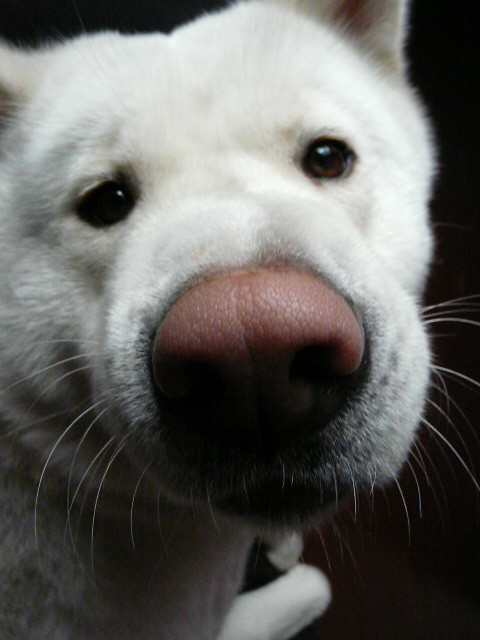Wpis chiina