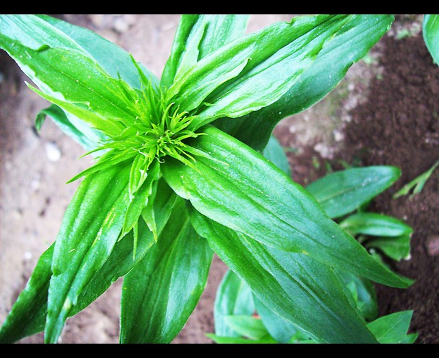 green.