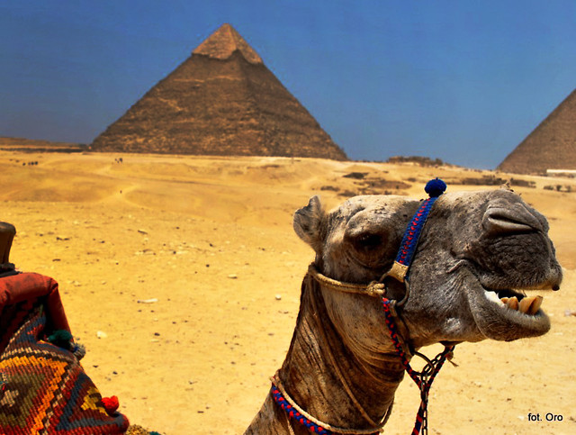 Camel