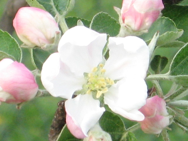 Wpis cichyrenifer