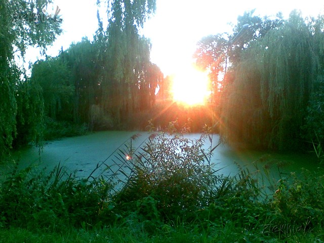 Wpis ziemniak