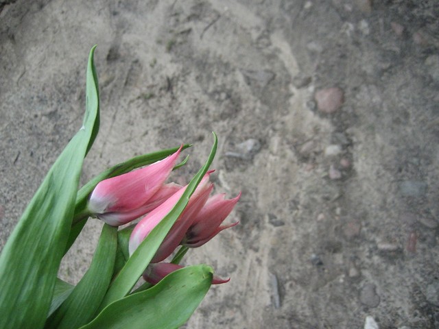 Tulipany.