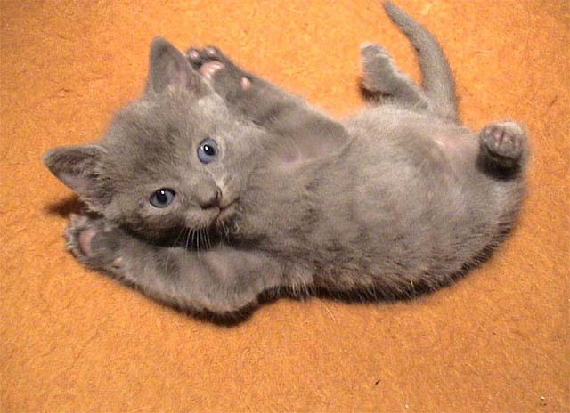 Kiiciu!
