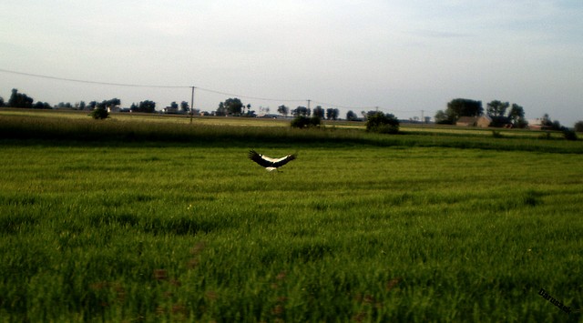 Bociek