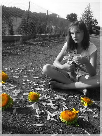 Sunflowers