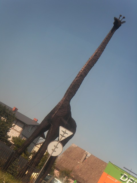 Giraffe .....