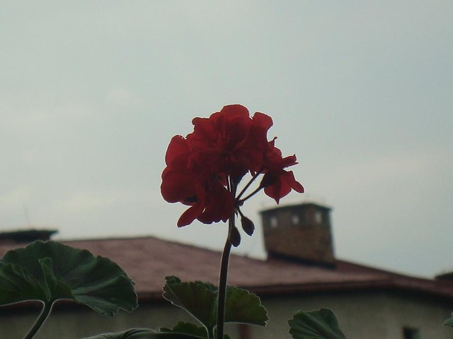 Wpis fotog