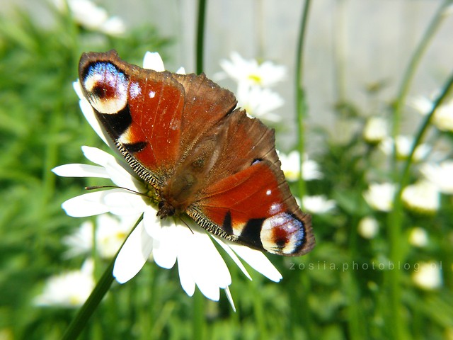 motyl dla Klyud. :*