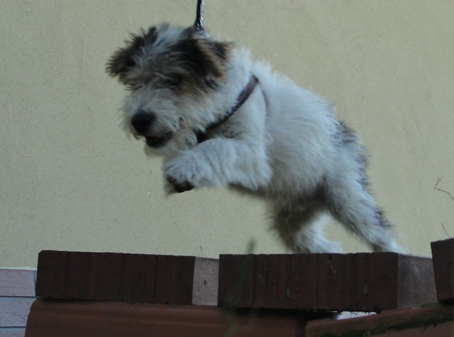 Skok ;)