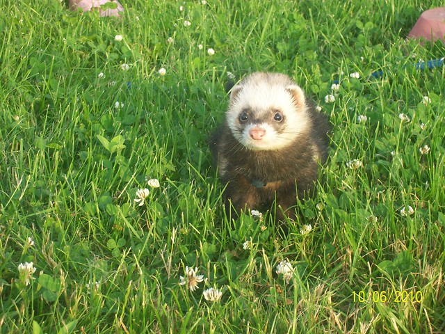 Fredzio;****