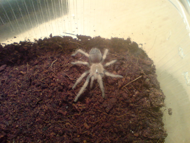 Brachypelma smithi L6 #1