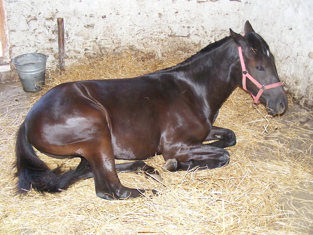 Dzieciuszko 
