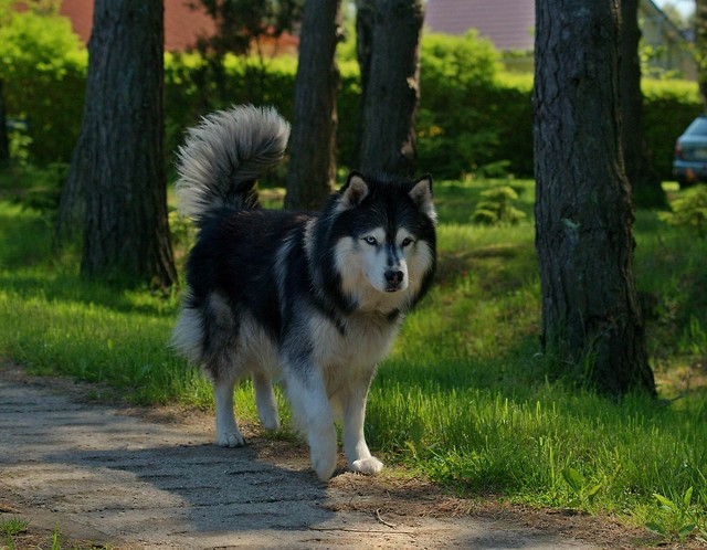 leciwy znajomy