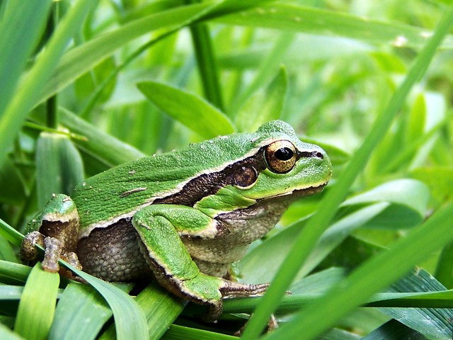 Hyla arborea