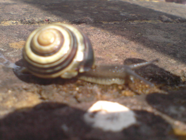 Eco ja