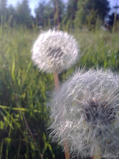 I love alles.