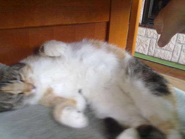 KiCi kociA
