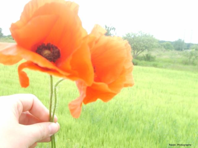 5photo