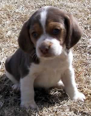 Wpis xbeagle