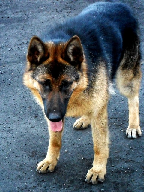 Kamisa