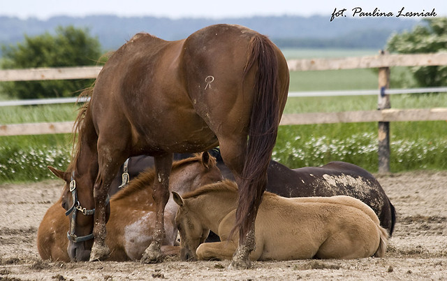 dalej siesta