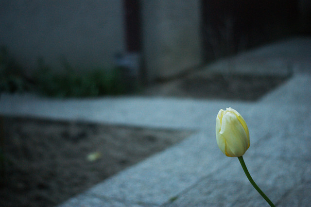Ogrodowy tulipan.