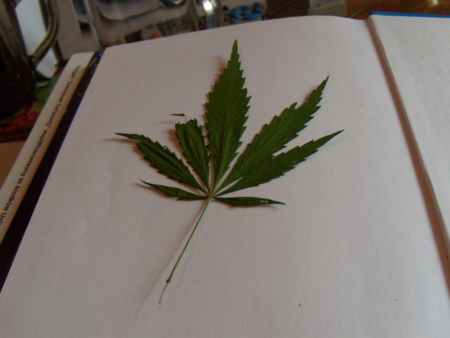 Pitek 18.06.2010