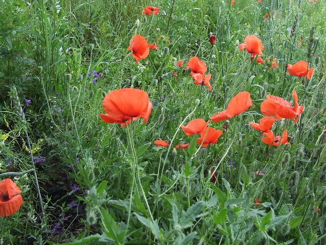 Wspomnienia...