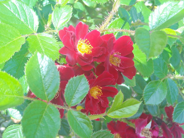 kwiatki