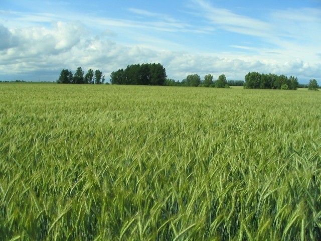 Grabowo