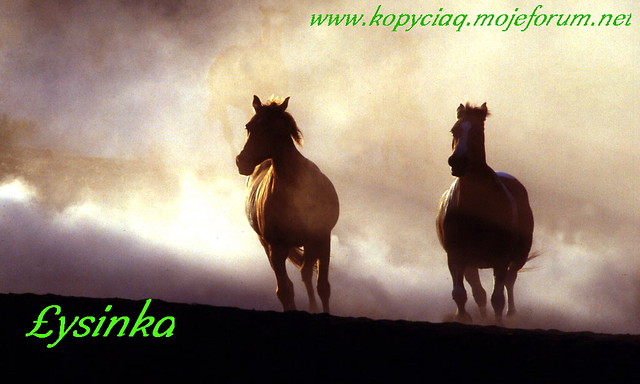 www.kopyciaq.mojeforum.net