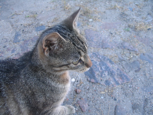 Kocur :D
