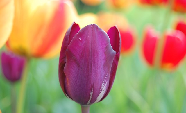 Tulipanowo