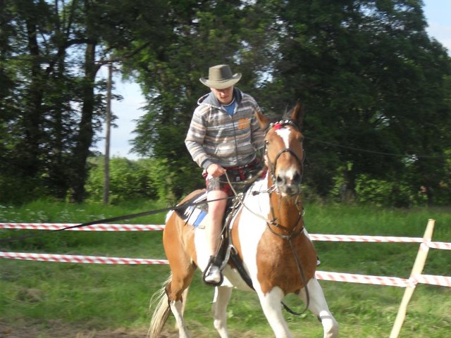 Konik