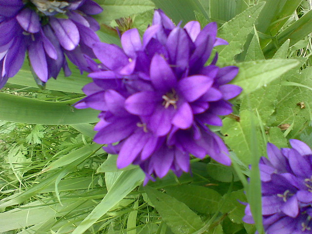 tzw