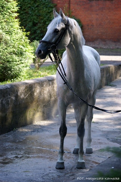 Wpis equestrian