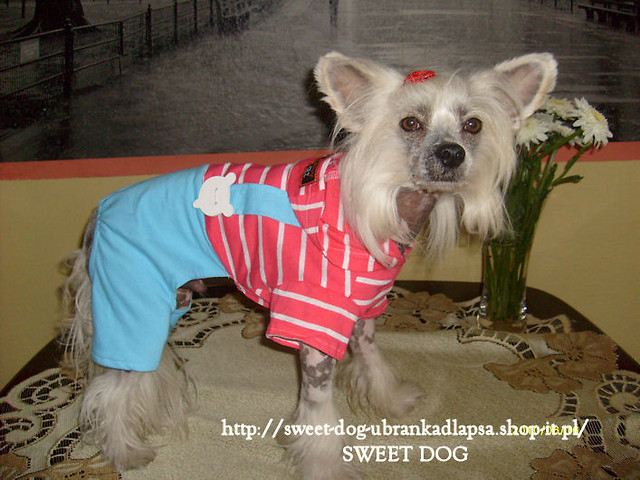 Ubranka dla psa od Sweet Dog