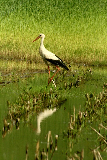 Bociek