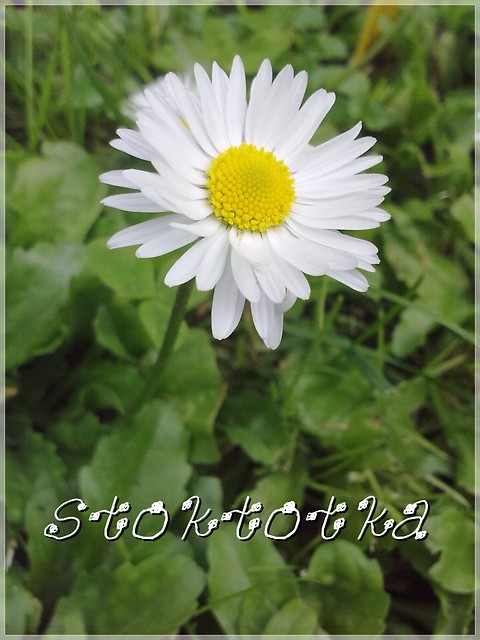 stokrotka