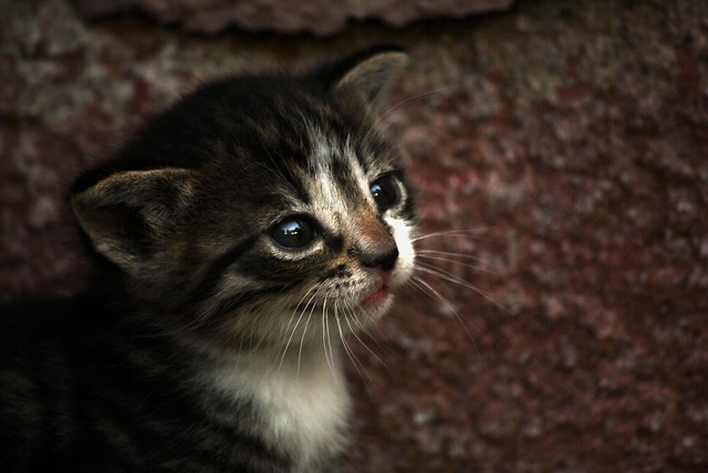 Hello Kitty!