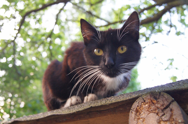 KittuCHa
