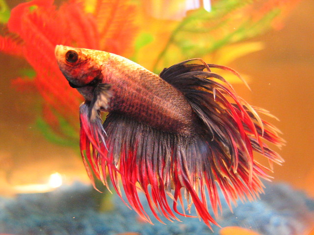 nemo
