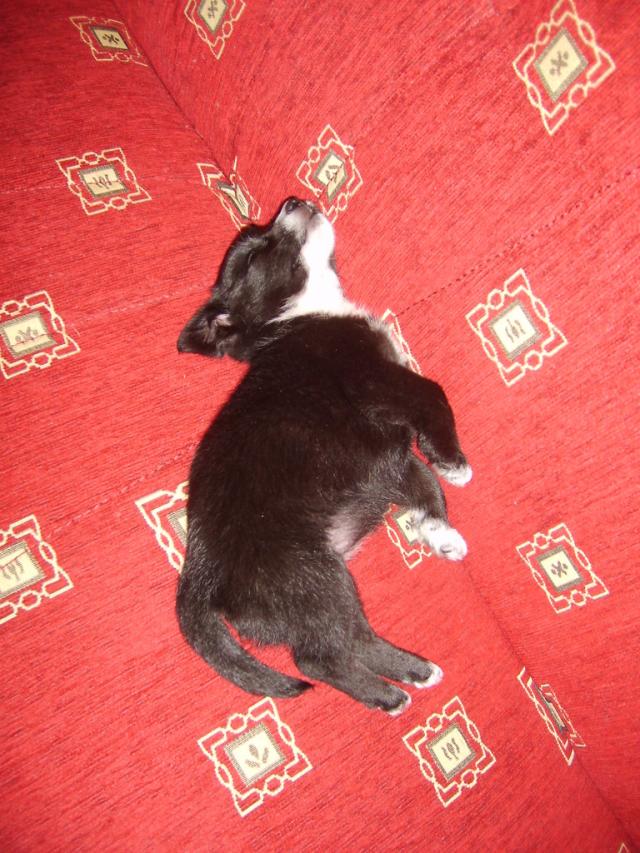 pepi ;*