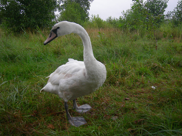 abdek