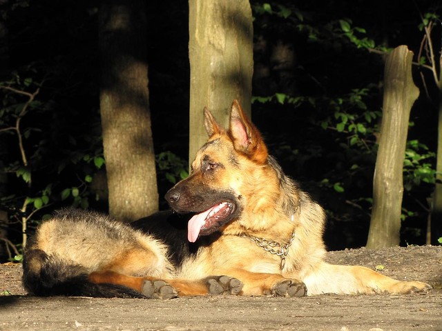 Rex