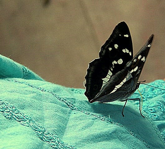 Wpis historyofcleopatraspalm