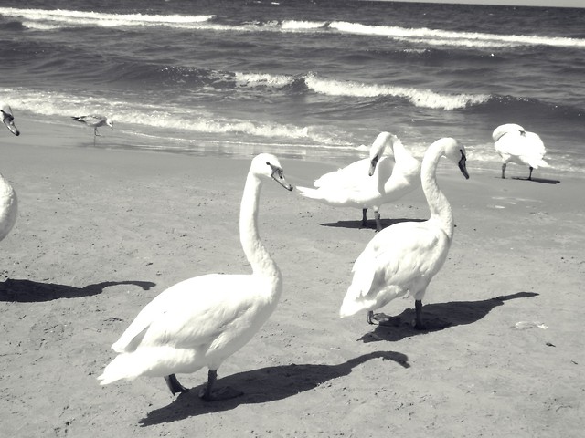 1. Koobrzeg 2009.