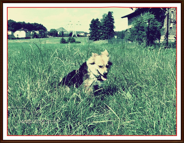 Mj piesek :D