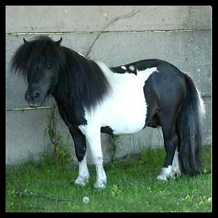 maleki 